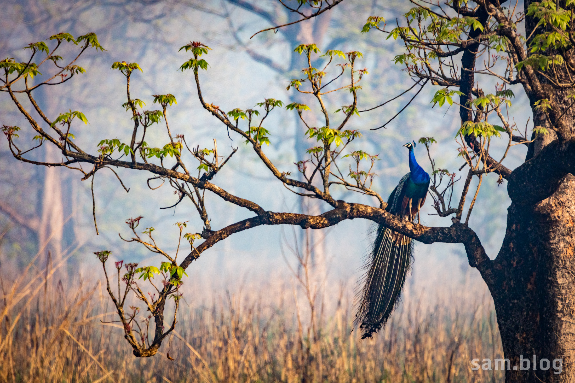 Nepali Treecock