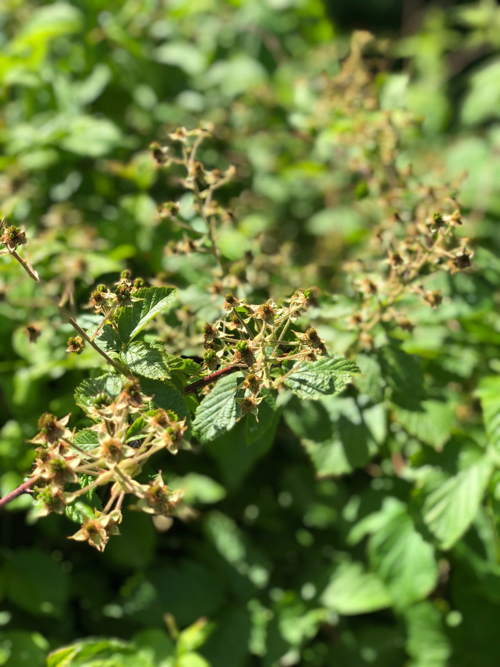 Photograph: Berries starting to form
