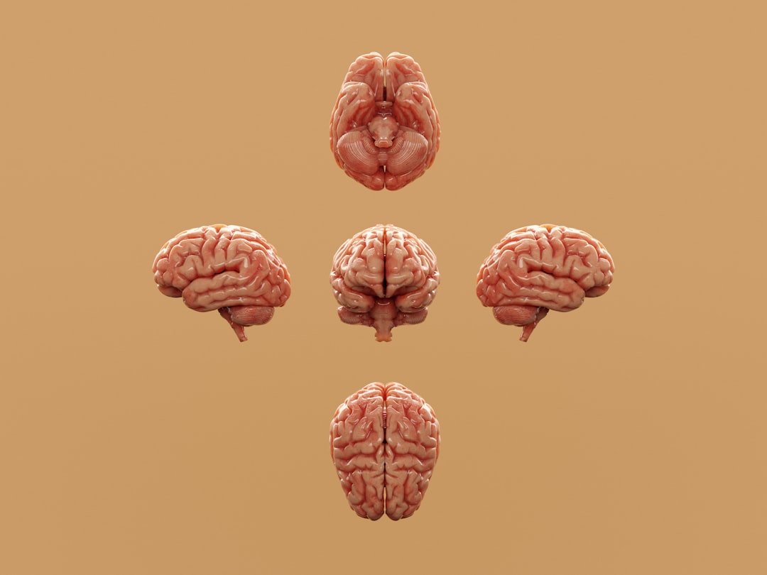 Various perspectives of a human brain are displayed. Various perspectives of a human brain are displayed.